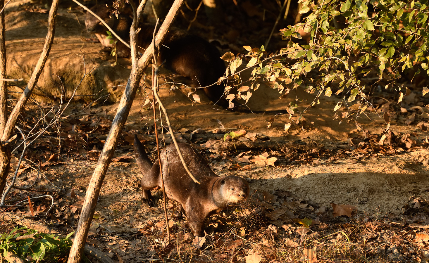 Lontra canadensis lataxina [400 mm, 1/500 Sek. bei f / 7.1, ISO 1600]